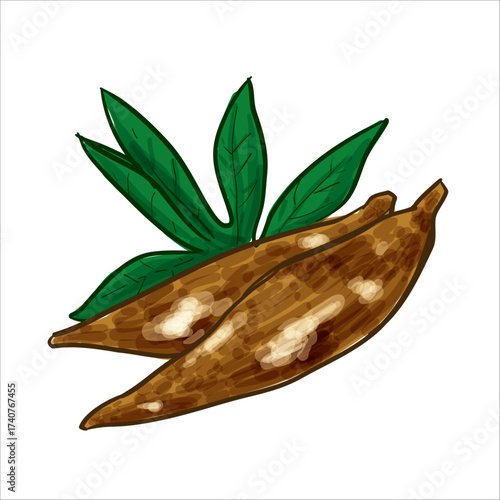 Cassava Hand Drawing Vector Illustration