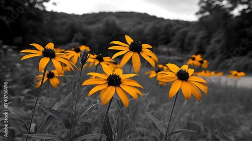 Vibrant yellow flowers bloom in a grayscale landscape, creating a striking contrast, perfect for nature photography