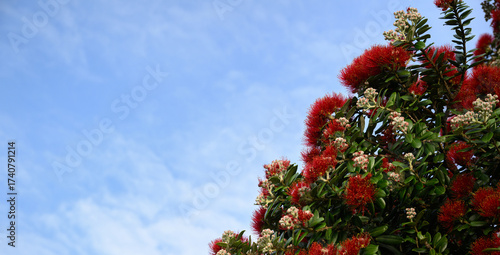 Pohutukawa flowers under the blue sky with white clouds. New Zealand Christmas tree.
