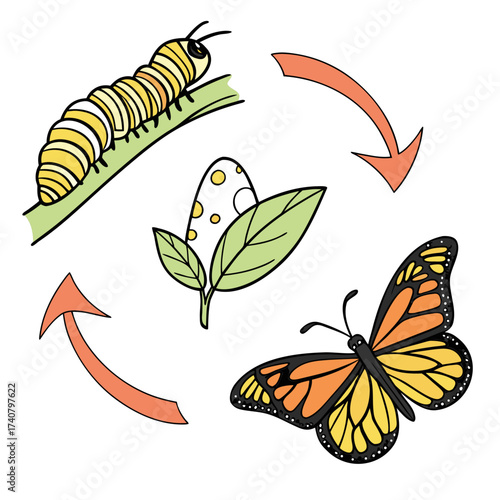 Monarch butterfly life cycle stages illustration with arrows
