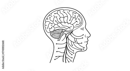 Human Brain Cranial Nerves Anatomy, Head Profile Vector Line Art Diagram