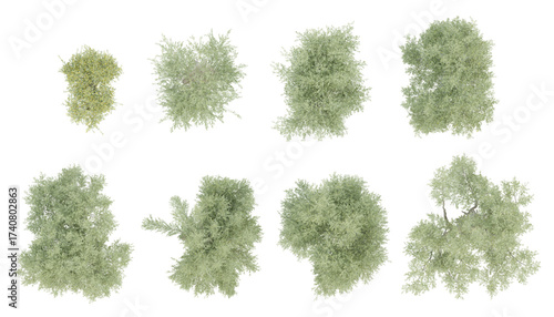 Принти на полотні 3d set trees Top view of olea europaea old on transparent background