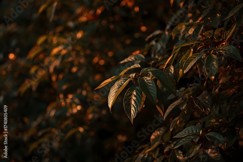 Foliage and leaf shadow background. Nature texture wallpaper