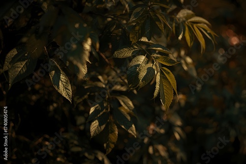 Foliage and leaf shadow background. Nature texture wallpaper