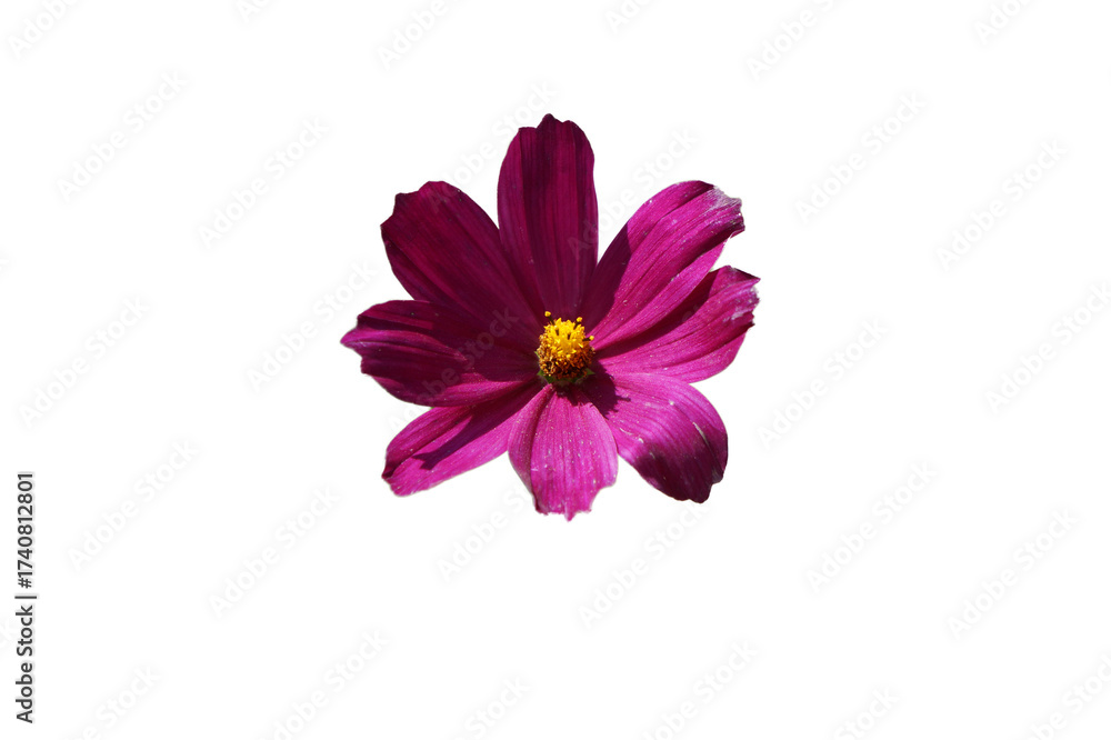 Fototapeta premium pink cosmos flower isolated on white background