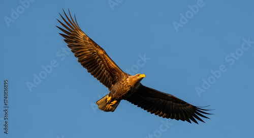 Eagle soaring through blue sky with outstretched wings, symbol of freedom and power