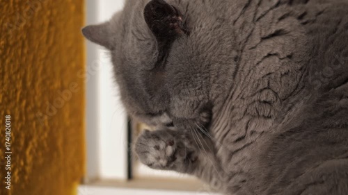 A gray cat with thick fur washes itself while sitting in the rays of the evening sun.