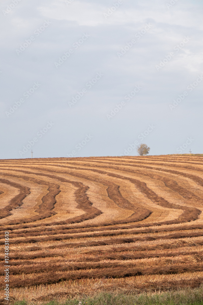 Obraz premium Harvested Field Under Cloudy Sky