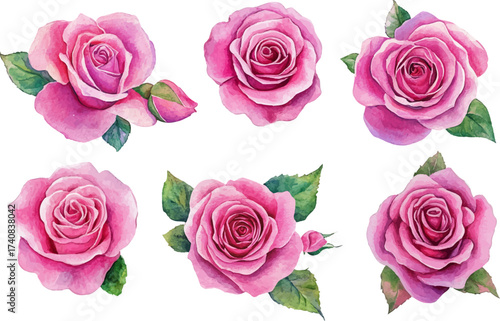 set of pink roses