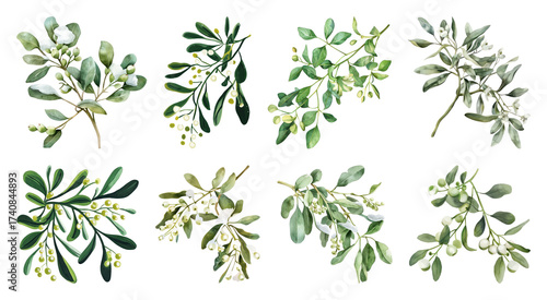 Botanical watercolor olive branches