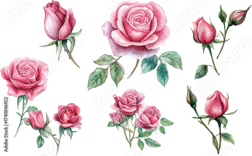 Wallpaper Mural watercolor pink roses flowers on white background Torontodigital.ca