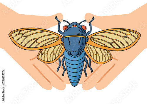 Human hands gently are holding a blue singer cicada. A symbol of longevity and rebirth in China, Japan, Greece and other countries. For environmental protection projects, education.