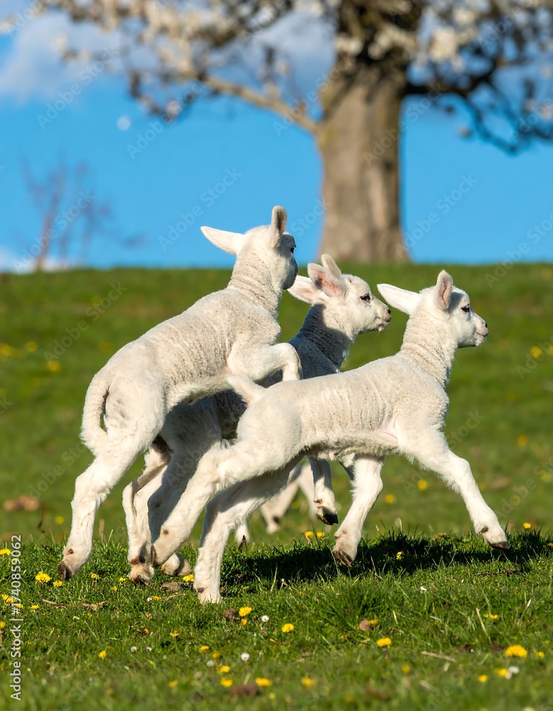 Fototapeta premium Lambs playing in field