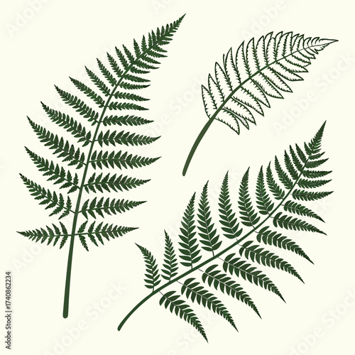 Three detailed dark green fern fronds arranged on a light cream background in a botanical illustration style
