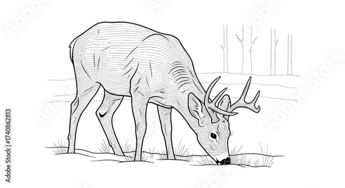 Deer feeding in snow-covered ground, graceful animal in winter landscape