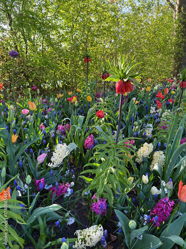 Keukenhof in Holland.  Colorful spring flower field with tulips, allium and hyacinths in full bloom