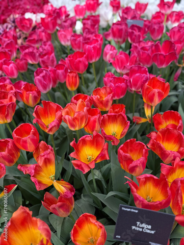 Tulips at Keukenhof – vibrant Tulipa ‘Prins Claus’ in spring flower display