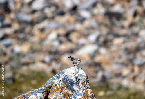 Quadro su tela A steppe wheatear in its natural habitat in the Altai steppes on an autumn day