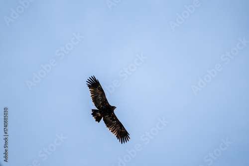 Wallpaper Mural A steppe eagle in its natural habitat in the Altai steppes on an autumn day Torontodigital.ca