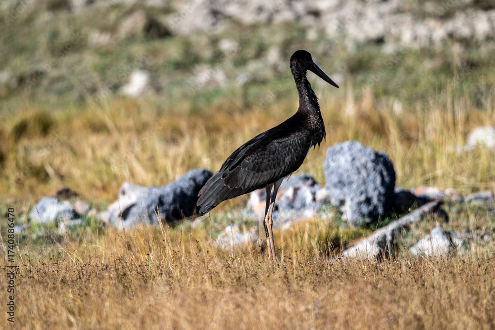 Fototapeta premium A black stork near a river on a sunny autumn day in Altai