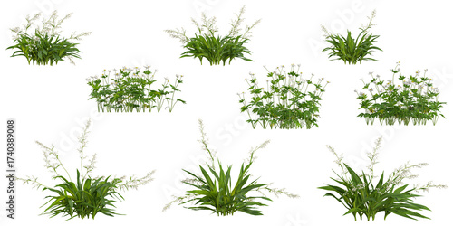 Bild auf Leinwand Collection of Arthripodium,Anemone plants on transparent background