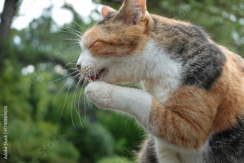 前足を舐める三毛猫