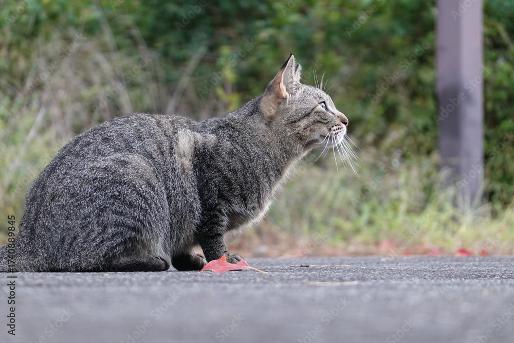 Naklejka premium 何かを見つめるキジトラ猫
