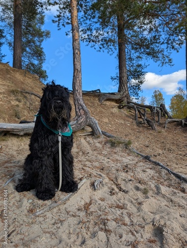 A black Russian terrier sits on a river beach