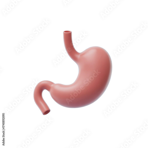 Realistic 3d rendered human stomach anatomy isolated on black for medical education
