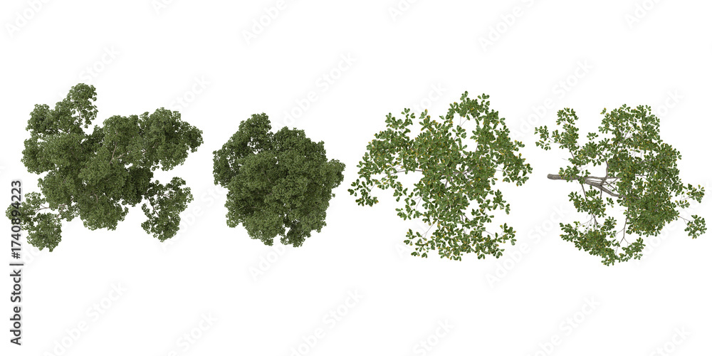 Fototapeta premium set of Cyclobalanopsis,Eucalyptus trees on transparent background from the top view