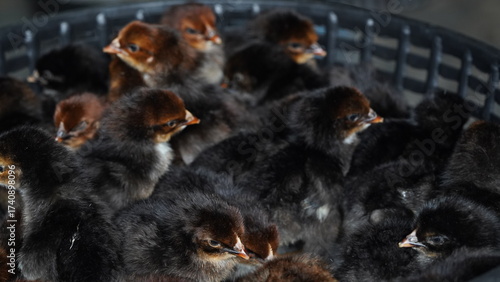 Newly Hatched Black Breed Baby Chicks in Poultry Farm - Close Up of Fluffy Baby Chicks in Basket - Group of Newly Hatched Baby Chicks in Poultry Farm photo