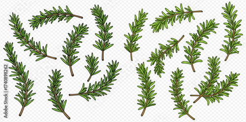 Illustration of rosemary sprigs, arranged in a decorative pattern on a white background.