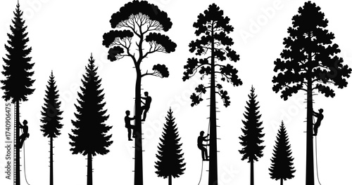 Silhouette illustration of arborists climbing tall pine trees with ropes and harness, forestry workers, tree maintenance, logging, outdoor arboriculture industry