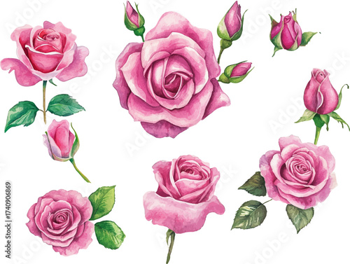 set of roses