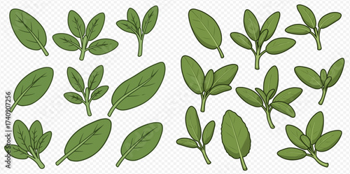 A collection of green sage leaves and sprigs, showcasing various shapes and arrangements on a transparent background.