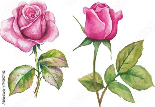 watercolor set of pink roses
