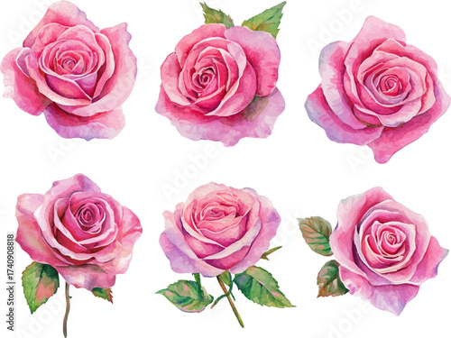 set of roses isolated on white