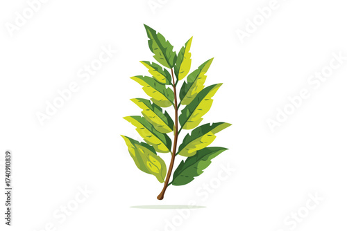 Neem leaves medicine fruit isolated