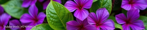 Close-up of vibrant purple petals and lush green leaves, showcasing delicate texture and rich color, texture, garden, leaves