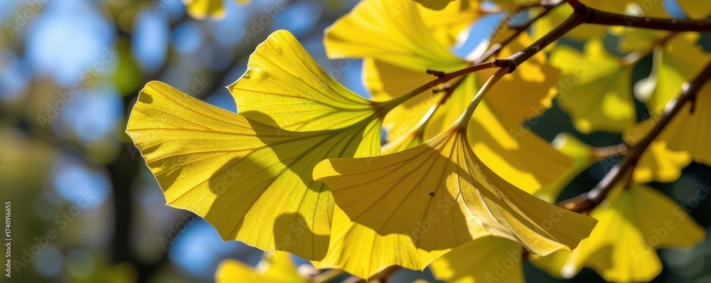 Obraz premium Ginkgo biloba leaves, vibrant yellow-green, fan-shaped, showcasing autumnal color change. Unique texture and delicate veins visible, park, fan-shaped