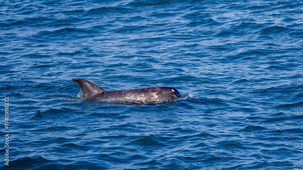Obraz premium Risso's dolphin