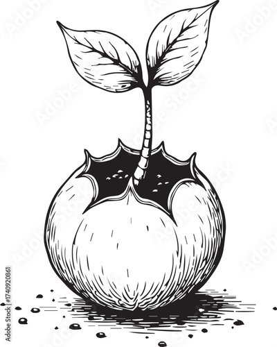 A seedling plant that represents new beginnings, a symbol of growth and resilience, this image tells a story of potential.