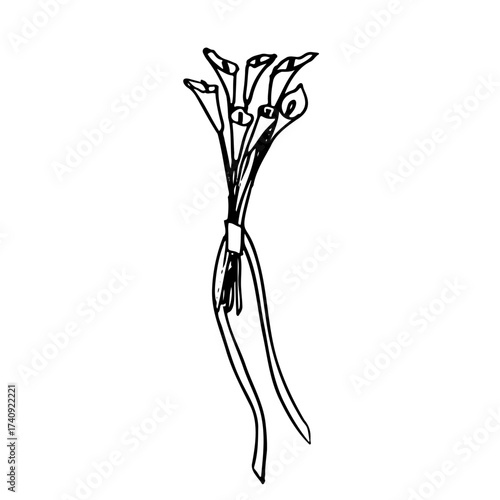  bouquet of Calla Lilies tied with a long ribbon - hand drawn line art sketch