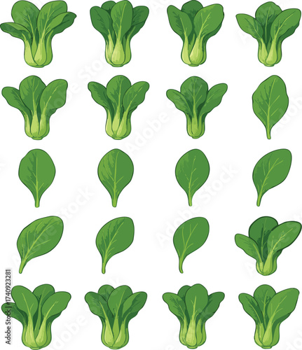 Fresh Green Pak Choi Vegetables Vector Icons Set
