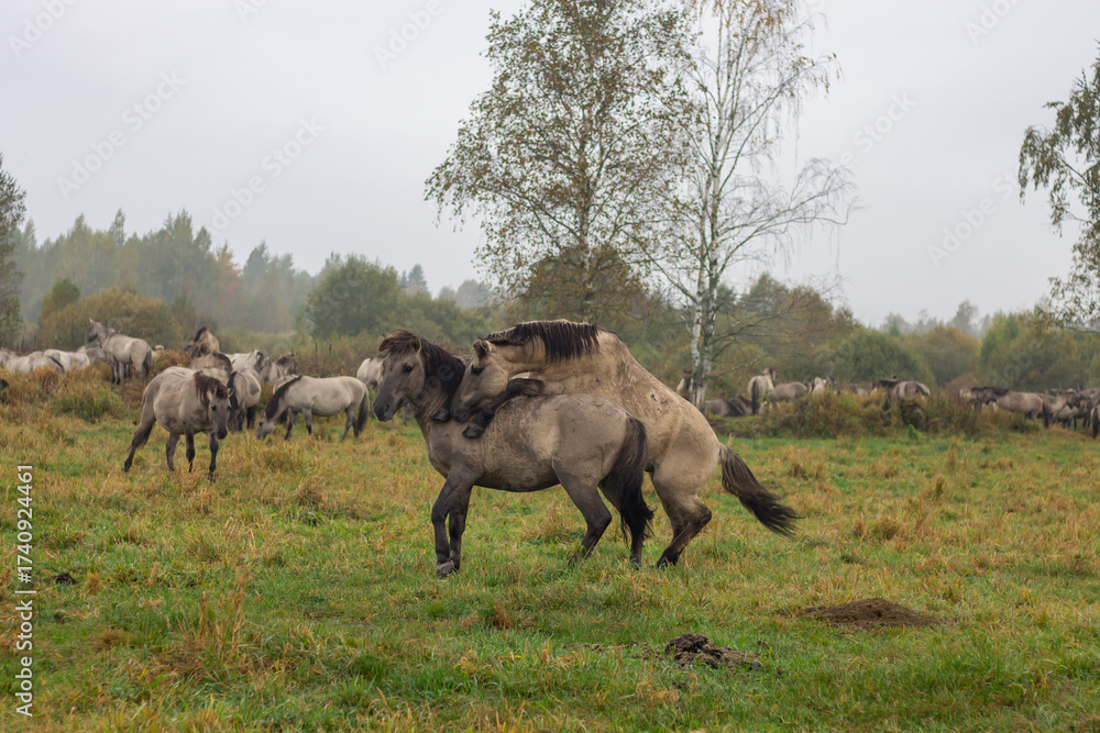 Fototapeta premium Polish Konik Horses Mating in Autumn Pasture with Herd in Background