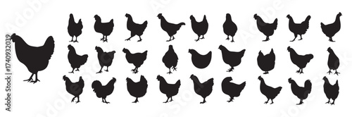 Chicken and Hen Farm Bird Vector Silhouette Icons Set: Poultry, Livestock, and Agriculture Graphics
