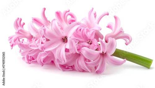 A close-up of a pink hyacinth flower on a stark white backdrop
