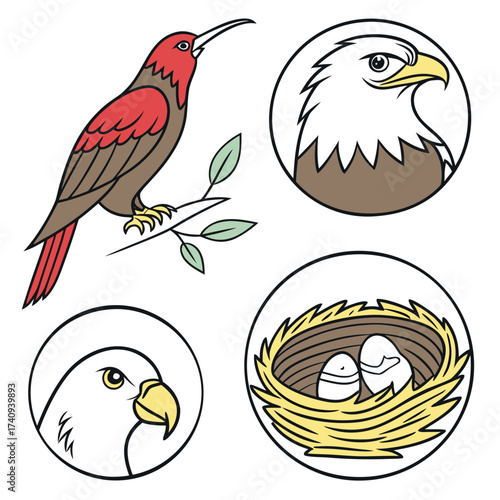 Collection of stylized bird illustrations featuring a hummingbird on a branch eagle portraits and a bird s nest with eggs