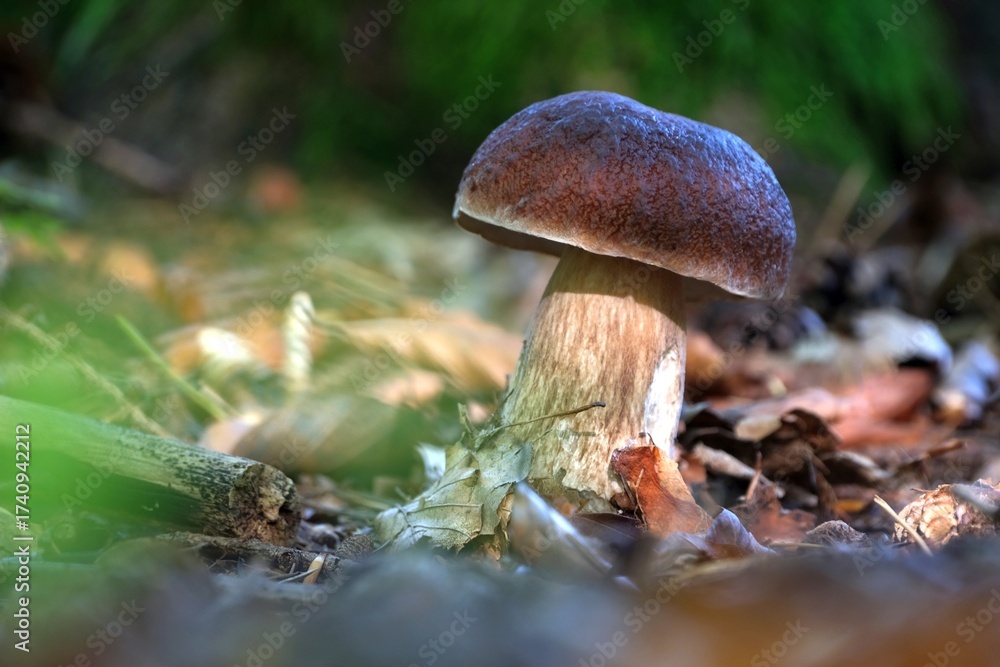 Fototapeta premium Single beautiful Boletus pinophilus (Pine Bolete lub Pinewood King Bolete) in autumn
