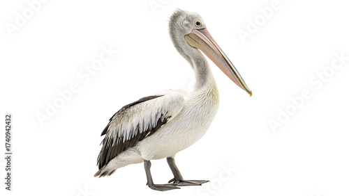pelican standing isolated on transparent background